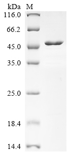 CSB-MP002061HU