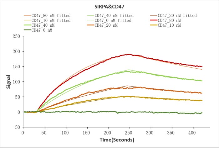 CSB-MP004940HU Activity Verified