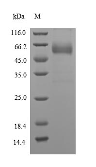 CSB-MP004940HU-SDS