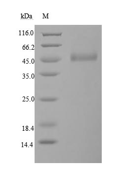 CSB-MP006163HU1