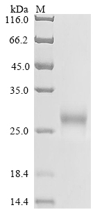 CSB-MP008541HU1