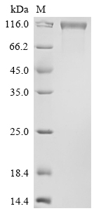 CSB-MP008735HU-B