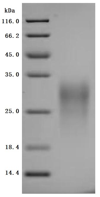 CSB-MP009438MO1 SDS-PAGE