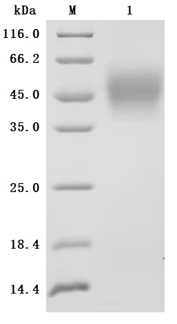 CSB-MP011661HU2-B SDS