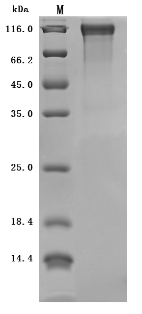 CSB-MP013481MO SDS