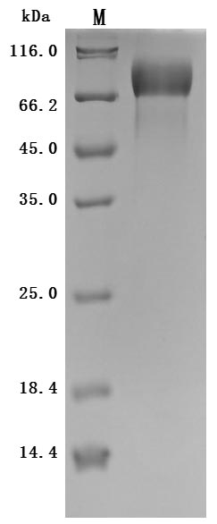 CSB-MP013481MOW SDS