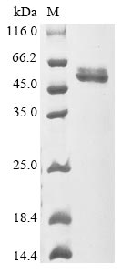 CSB-MP018724HUh6