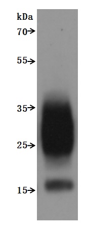 CSB-MP023615HU WB