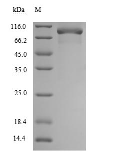 CSB-MP023969HU SDS