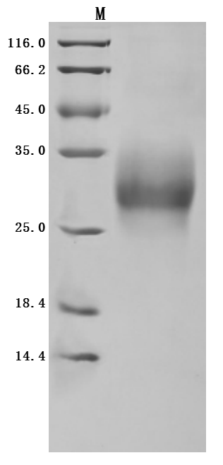 CSB-MP004939HU SDS-PAGE