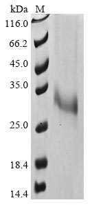 CSB-MP023986HU(F2)