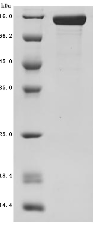 CSB-MP4569MOV SDS-PAGE