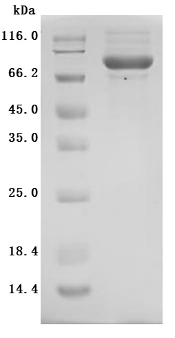 High Purity Validated by SDS-PAGE