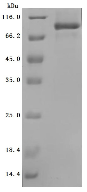 CSB-MP622752HU SDS