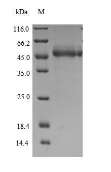 CSB-MP675446HU-SDS