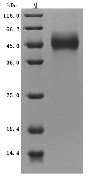 CSB-MP750964MO1 SDS-PAGE