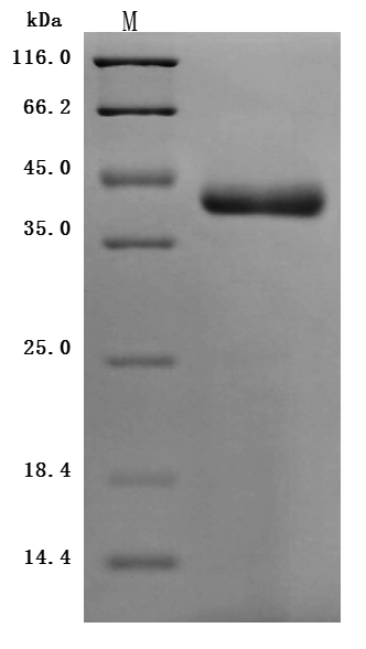 CSB-MP822274HU-B Purity Verified