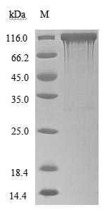 CSB-MP866317HU-SDS