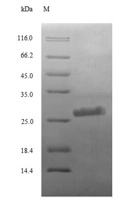 CSB-EP355590HU