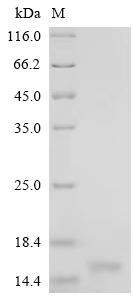 CSB-YP006091BO SDS-PAGE