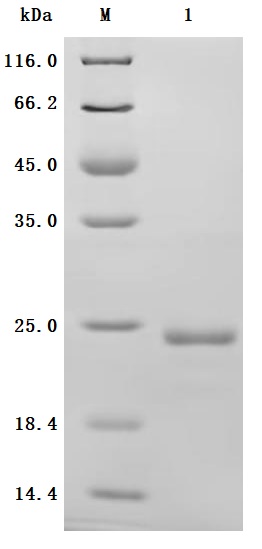 CSB-YP011664HU SDS