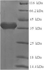 CSB-EP004894HU