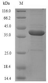 CSB-EP007916HU