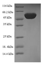 CSB-EP008545HU SDS