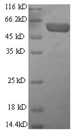 CSB-EP009369MO-SDS