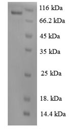 CSB-EP012145HU