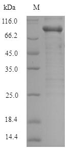 CSB-EP613382HU