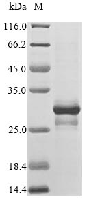 CSB-EP621968HU SDS