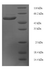 CSB-EP822717HU