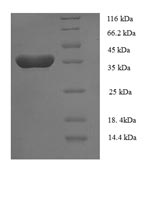 CSB-EP897523HU