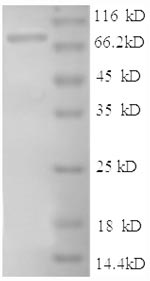 CSB-EP010949HU