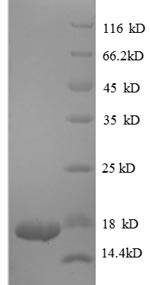 CSB-EP023446HU1