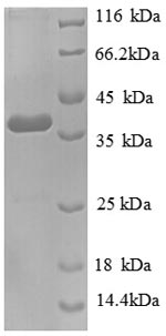 CSB-RP115094h(C)