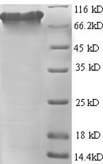 CSB-EP008782HU