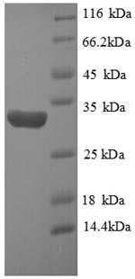 CSB-RP128074h