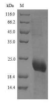 CSB-YP004966HU