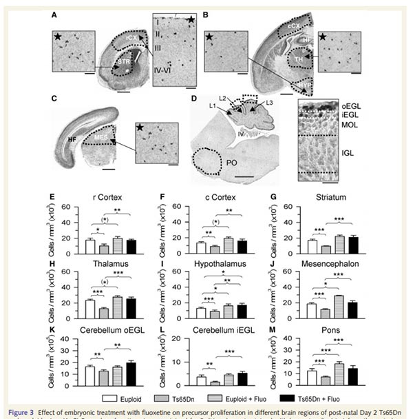 Effect of embryonic treatment with fluoxetine on precursor proliferation in different brain regions of post-natal Dar 2 Ts65Dn