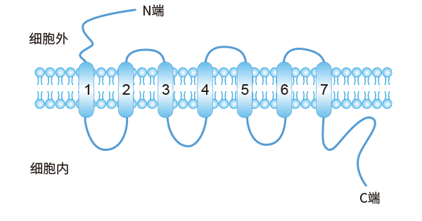 GPCR的結(jié)構(gòu)示意圖