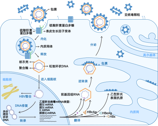HBV生命周期