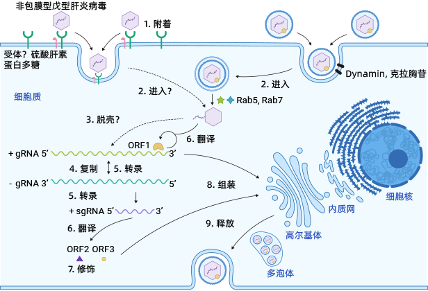 HEV生命周期