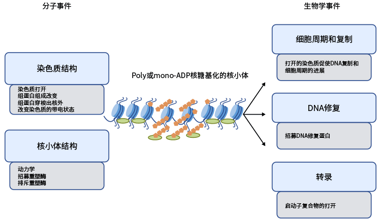 組蛋白ADP核糖基化功能