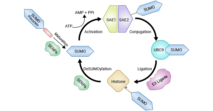 組蛋白SUMOylation和deSUMOylation的催化循環(huán)