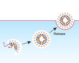 Nanoparticle 技術(shù)平臺(tái)