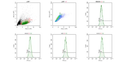 獲得的抗體進(jìn)行FACS驗(yàn)證