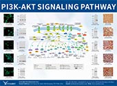 PIK3-Akt信號(hào)通路圖