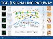 TGF-β信號(hào)通路圖